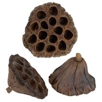 Artikel Getrocknete Natur Lotosblüten Kolben 100 Stück für Dekoration