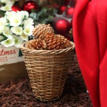 Artikel Maritima Holz-Zapfen Creme-Vanille 10-15cm 25 Stück