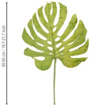 Artikel Monstera Blätter getrocknet 5 Stück H50cm