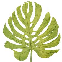 Artikel Monstera Blätter getrocknet 5 Stück H50cm