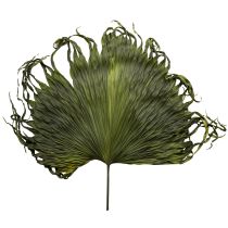 Artikel Palmwedel künstlich dekorativ für exotische Arrangements 5St 45cm