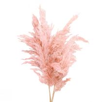 Pampasgras getrocknet Rosa Trockenfloristik 65-75cm 6St im Bund