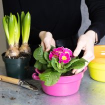 Artikel Pflanzschale aus Metall mit Henkeln Ø 17 cm Bunt 3er Set