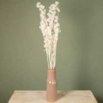 Artikel Trockenblume Lampionblume gebleicht 75–80 cm Creme 100 g