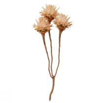 Artikel Leucospermum Plumosum Trockenblumen Creme Naturfarben 25 Stück ca. 20–30 cm