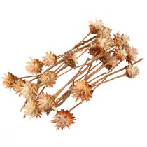 Artikel Leucospermum Plumosum Silberbaum Blüten Hell 25 St