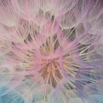 Artikel Pusteblume Trockenblume Wiesenbocksbart 12cm Rosa Lila Blau 4 Stück