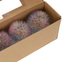 Artikel Pusteblume Trockenblume Wiesenbocksbart 12cm Rosa Lila Blau 4 Stück