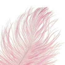 Artikel Straußenfedern Echte Federn Deko Rosa 20-25cm 12St