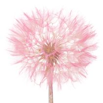 Artikel Trockenblumen Riesen Pusteblume Deko Edles Wohnaccessoire 12cm 4St
