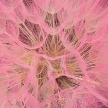 Artikel Trockenblumen Riesen-Pusteblume Rosa 12cm 4er Set