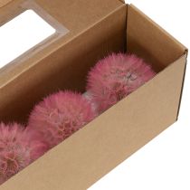 Artikel Trockenblumen Riesen-Pusteblume Rosa 12cm 4er Set