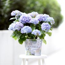 Artikel Übertopf Metall Blumentopf Hortensie Ø24cm H21cm