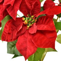 Artikel Künstlicher Weihnachtsstern in Rot und Grün, 57 cm