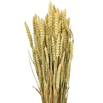 Artikel Weizenbund Natur Deko-Weizen 1 Bund 150g