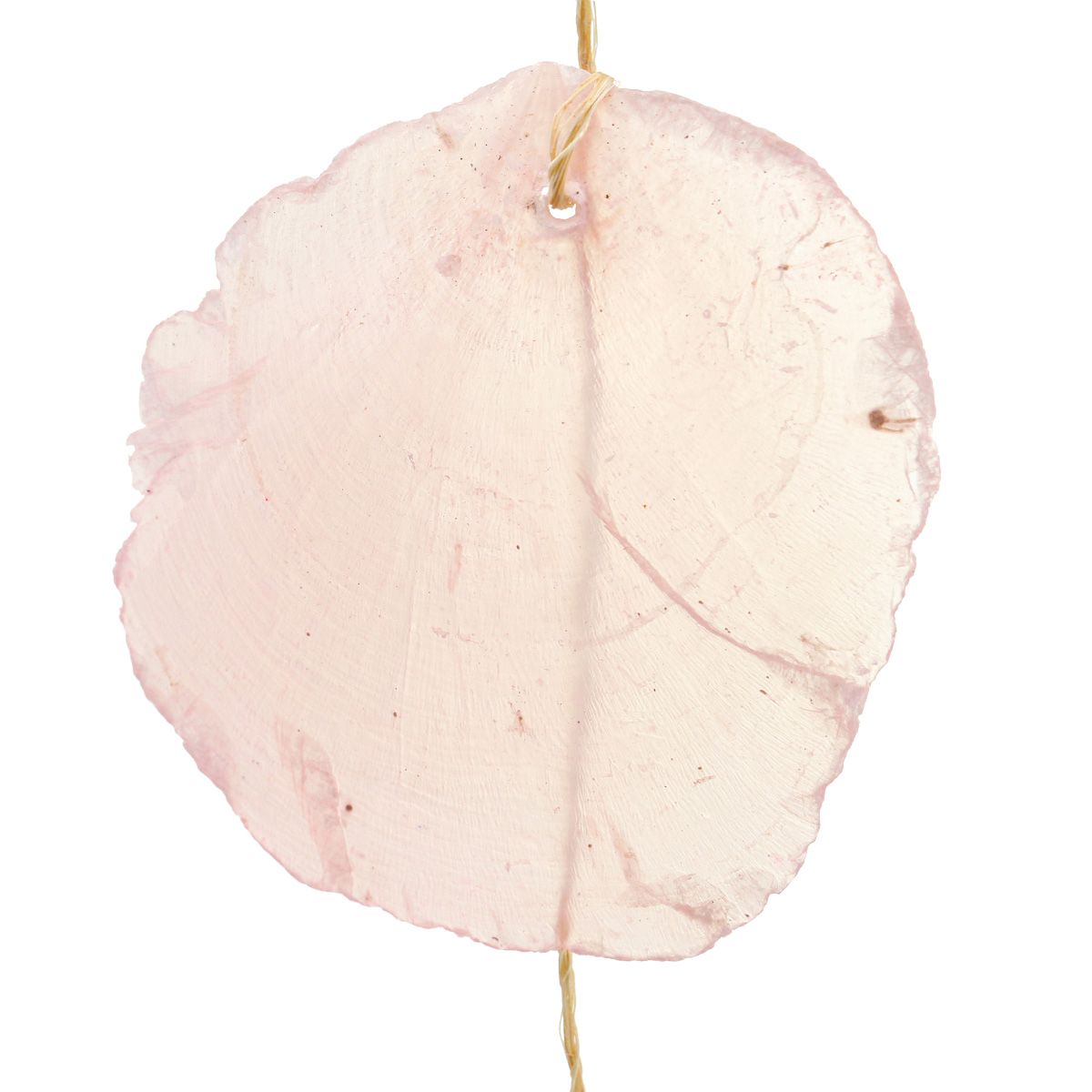 100 Stück Perlmutt Muschelscheiben - DIY Bastelmaterial Für Windspiele & Deko