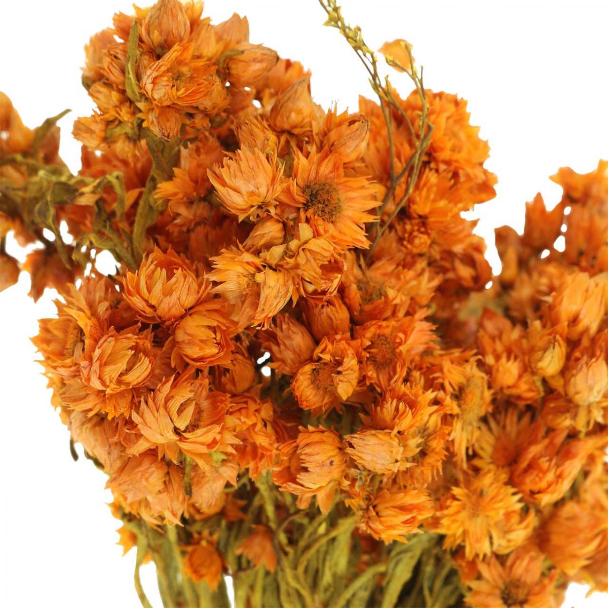 Floristik24.at Strohblumen Trockenblumen Orange Klein 15g günstig