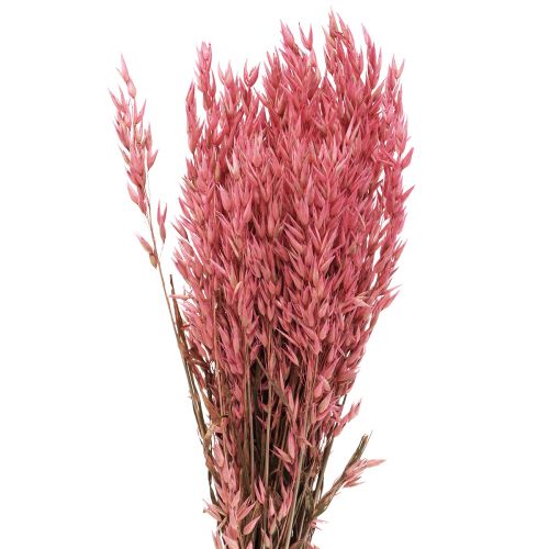 Floristik24 Trockenblumen, Hafer getrocknetes Getreide Deko Pink 65cm 160g