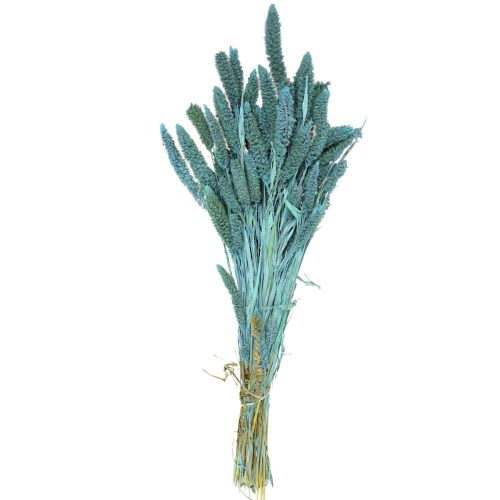 Artikel Trockenblumen, Setaria Pumila, Borstenhirse Blau 65cm 200g