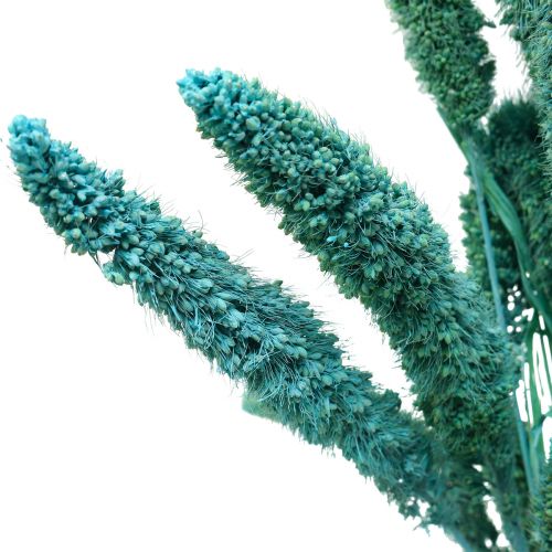 Artikel Trockenblumen, Setaria Pumila, Borstenhirse Blau 65cm 200g