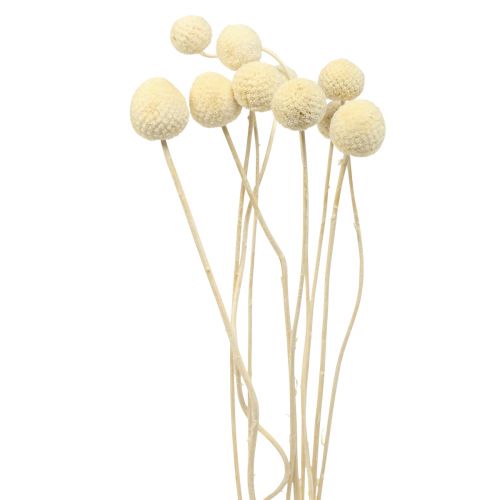 Artikel Trockenblumen Craspedia getrocknet, Trommelstöckchen gebleicht 60cm 10 St