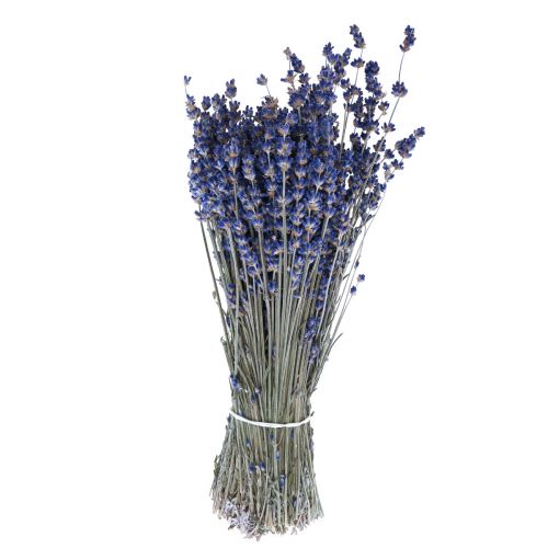 Floristik24 Getrockneter Lavendel Bund Trockenblume Blau 25cm 75g