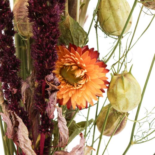 Floristik24 Trockenblumenstrauß Gräser Strohblumen Orange Lila 55cm 70g