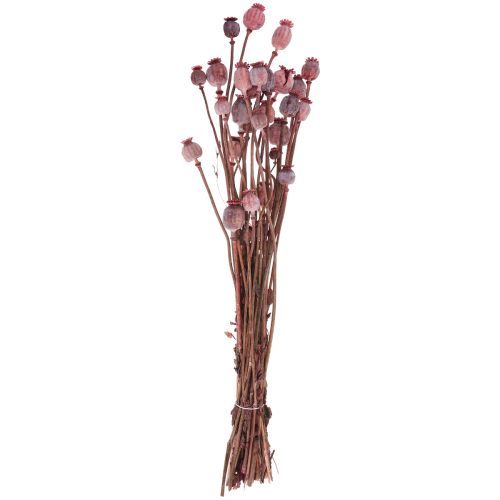 Floristik24 Trockenblumen Getrocknete Mohnkapseln Deko Rot 80g