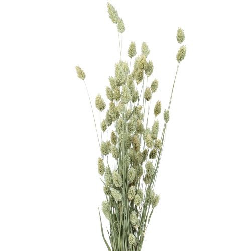Floristik24 Trockengräser Phalaris getrocknet Trockenfloristik Natur 55cm 80g