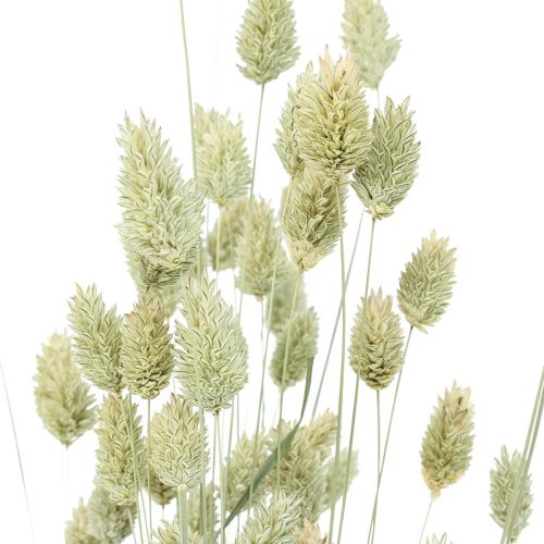 Floristik24 Trockengräser Phalaris getrocknet Trockenfloristik Natur 55cm 80g
