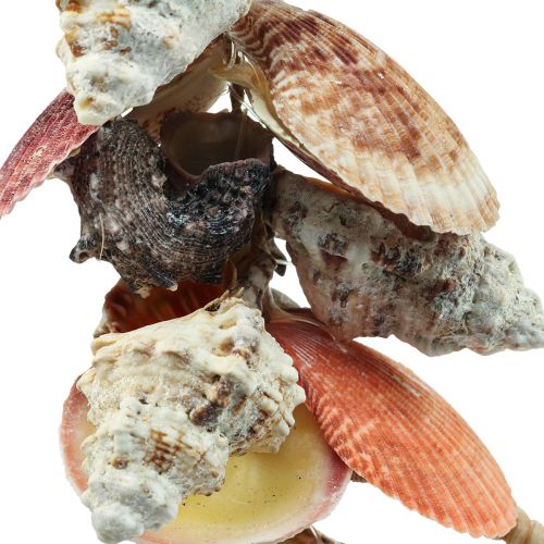 Floristik24 Maritime Hängedeko Muscheln und Seeschnecken Deko 82cm