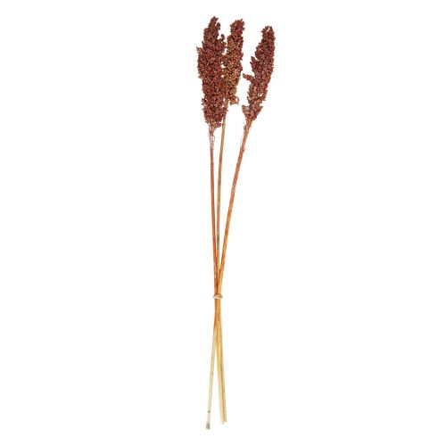 Artikel Trockenblumen Sorghum Hirse Orange Trockenfloristik 70cm 3St