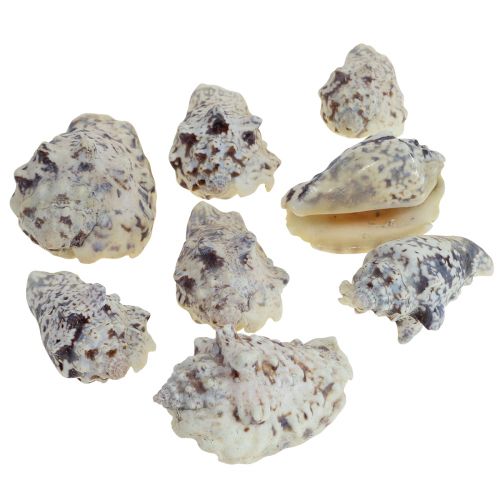Floristik24 Schneckenhäuser Deko Meeresschnecken Natur 5,5-7,5cm 250g