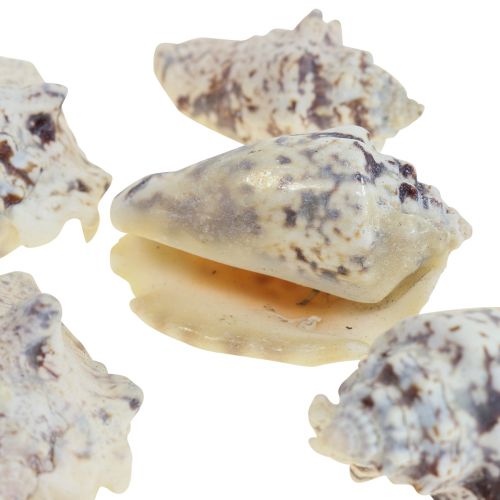 Floristik24 Schneckenhäuser Deko Meeresschnecken Natur 5,5-7,5cm 250g