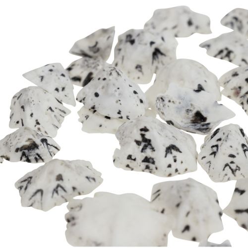 Muschel Deko Muscheln Weiß Schwarz Klein 1-2,5cm 250g