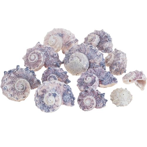 Floristik24 Schneckenhäuser Deko Meeresschnecken Lila Weiß 3-6cm 250g