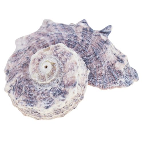 Floristik24 Schneckenhäuser Deko Meeresschnecken Lila Weiß 3-6cm 250g