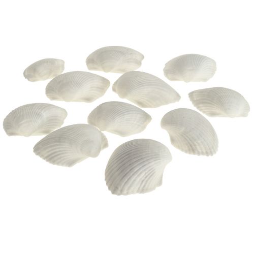Muschel Deko Weiße Muscheln Herzmuscheln leer 5cm 250g