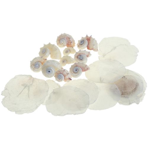 Floristik24 Capiz Muscheln Schneckenhaus Deko Maritim Weiß Rosa 600g