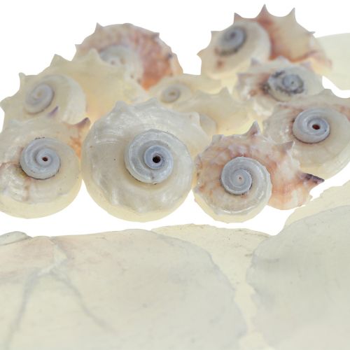Floristik24 Capiz Muscheln Schneckenhaus Deko Maritim Weiß Rosa 600g