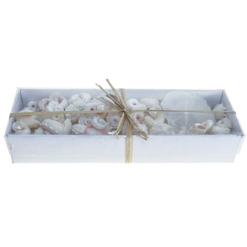 Floristik24 Capiz Muscheln Schneckenhaus Deko Maritim Weiß Rosa 600g