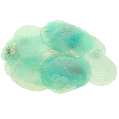 Floristik24 Capiz Muscheln, Capizscheiben, Perlmuttscheiben Türkis 6,5–9,5cm 650g