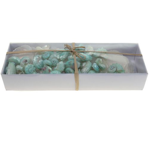 Floristik24 Capiz Perlmutt Muschel Perlmuttscheiben Meeresschneckenhaus Grün 2–9cm 650g