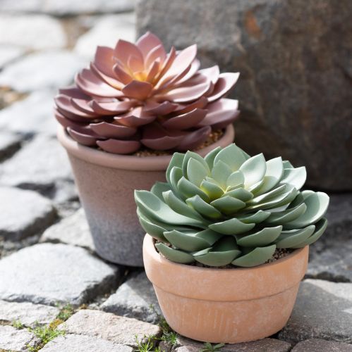 Artikel Sukkulente im Topf Echeveria künstlich Grün Ø15cm