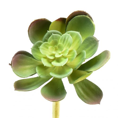 Floristik24 Künstliche Sukkulente Echeveria Kunstpflanze Ø7cm
