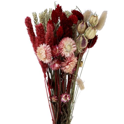 Floristik24 Trockenblumenstrauß Strohblumen Phalaris Rot 30cm