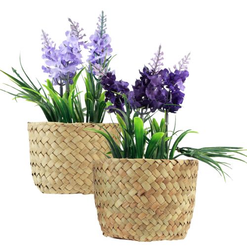 Floristik24 Künstliche Hyazinthe im Topf Seegras Blau Lila 16/17cm 2St