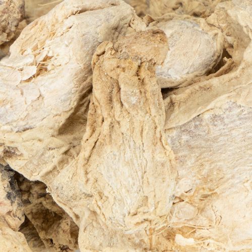 Artikel Getrockneter Ingwer geeignet als langlebige Naturdeko für Duft- und Festarrangements