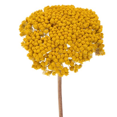 Achillea Schafgarbe Trockenblumen Gelb 45–60cm 1kg bestellen | Floristik24.at