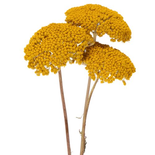 Achillea Schafgarbe
